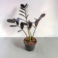 گل و گیاه آپارتمانی|گل و گیاه طبیعی|گناباد, |دیوار