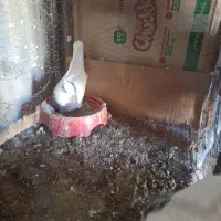 کبوتر زاغ پلاکی طوقی|پرنده|اهواز, بیست متری شهرداری|دیوار