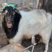 فروش دو راس بز با یک عدد نری