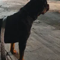 سگ روتوایلر نر 11ماهه|سگ|تهران, هاشمی|دیوار