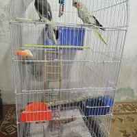 یک جفت عروس هلندی