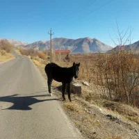 دوتا کره اسب فروشی