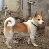 پاکوتا نر|سگ|تبریز, |دیوار