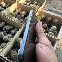 ایفون ۱۴|موبایل|ری, بازار گل خاوران|دیوار