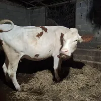 فروش دو راس گاو شیری با یک گوساله