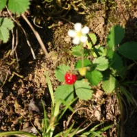 زمین 3000 متر چهار دیواری با سوئیت 60 متری سنددار|فروش خانه و ویلا|رشت, گلباغ نماز|دیوار