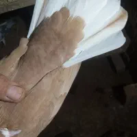 نر وماده زرد دم سفید و سینه سیاه|پرنده|زرند, |دیوار