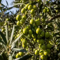 نهال زیتون سوری درجه یک|گل و گیاه طبیعی|شهرضا, |دیوار