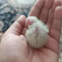 عروس هلندی رو جوجه|پرنده|سبزوار, فرهنگیان|دیوار