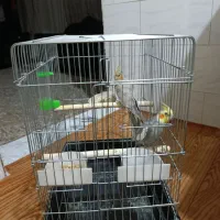 یک جفت پرنده عروس هلندی بالغ|پرنده|محمدیه-قزوین, |دیوار