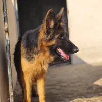 ژرمن ماده مو بلند سه ساله|سگ|چهارباغ, |دیوار