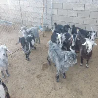 گوشت بیگ ۶۴۰