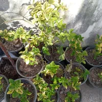 فروش ۵۰عددشمشادطلایی