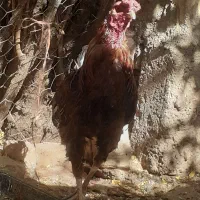 خروس دوساله|حیوانات مزرعه|ضیاء آباد, |دیوار