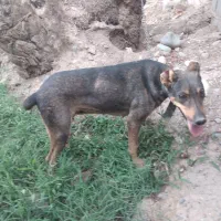 سگ شکاری
