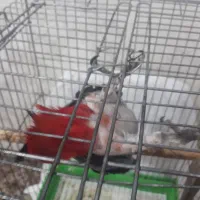 کاسکو|پرنده|اهواز, شهرک دانشگاه|دیوار