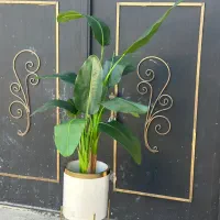 درختچه مصنوعی پرنده بهشتی فروش از انبار پخش