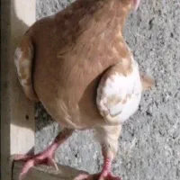 جوجه نر میولمنز