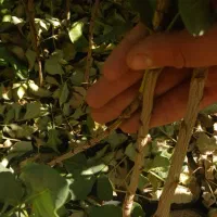 نهال پسته یک ساله|خدمات باغبانی و درختکاری|مهریز, |دیوار