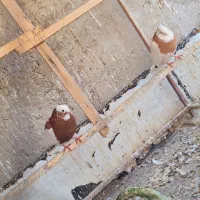 طوقی بدون کاکول نرو ماده|پرنده|ابهر, |دیوار