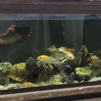 کوی باله بلند سرحال