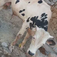 گوساله نر