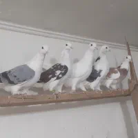 کفتر۱۴نروماده هومالکتوش سبزسرور عالی جنس پرشی یکجا
