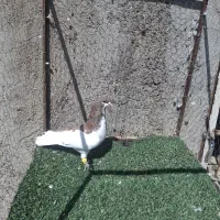 کبوتر چپ و خوشرنگ رنگی