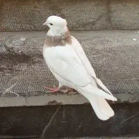 کبوتر رنگی|پرنده|شاهین‌شهر, شهرک گلدیس|دیوار