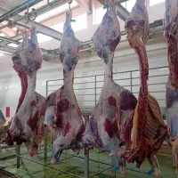 گوشت خورشتی سردست و ران گوساله گرم و منجمد لاشه|خوردنی و آشامیدنی|تهران, بهمن یار|دیوار