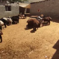 بره نر چاق|حیوانات مزرعه|تهران, پاسداران|دیوار