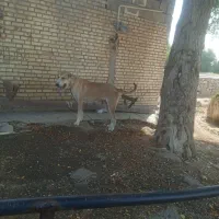سگ ماده عقیلی