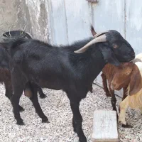 پازن هیکلی و سرحال|حیوانات مزرعه|بندر امام خمینی, |دیوار