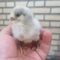 تخم و جوجه مرغ اراکانا امریکانا تخم آبی|حیوانات مزرعه|کرج, استاندارد|دیوار