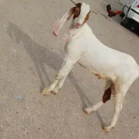 چپش گلابی مخصوص داشت