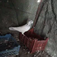 کبوتر پرشی|پرنده|اردکان, |دیوار