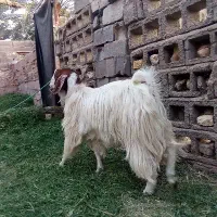 نری جوان