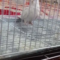 معاوضع عروس البینو|پرنده|کرباسک, |دیوار