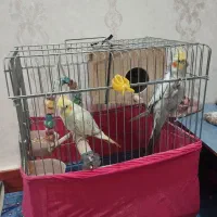 یک جفت عروس هلندی|پرنده|قرچک, باقرآباد|دیوار