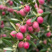 فقط تا فردا هر خرید با یک نهال  هدیه