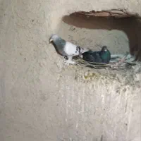 جفت کوگ یا کاغذی