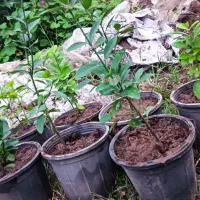 شمشاد سبز و طلایی|گل و گیاه طبیعی|رحیمآباد, |دیوار