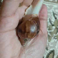 حلزون درمانی کلاژن ساز