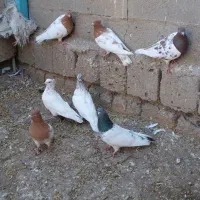 فروش کبوتر کله کاکلی|پرنده|چهاربرج, |دیوار