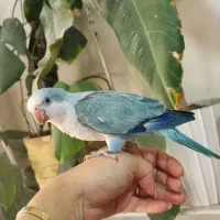 اناناسی سرلاکی ردچیک سرلاکی راهب سرلاکی