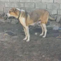 یک عدد ماده با سه تا بچه به فرش میرست|سگ|اردبیل, |دیوار