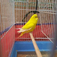 مرغ عشق|پرنده|فولادشهر, مسکن مهر فولادشهر|دیوار