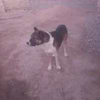 سگ سرابی نر