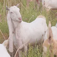 بز گلابی