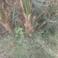 جنگ درخت مضافتی